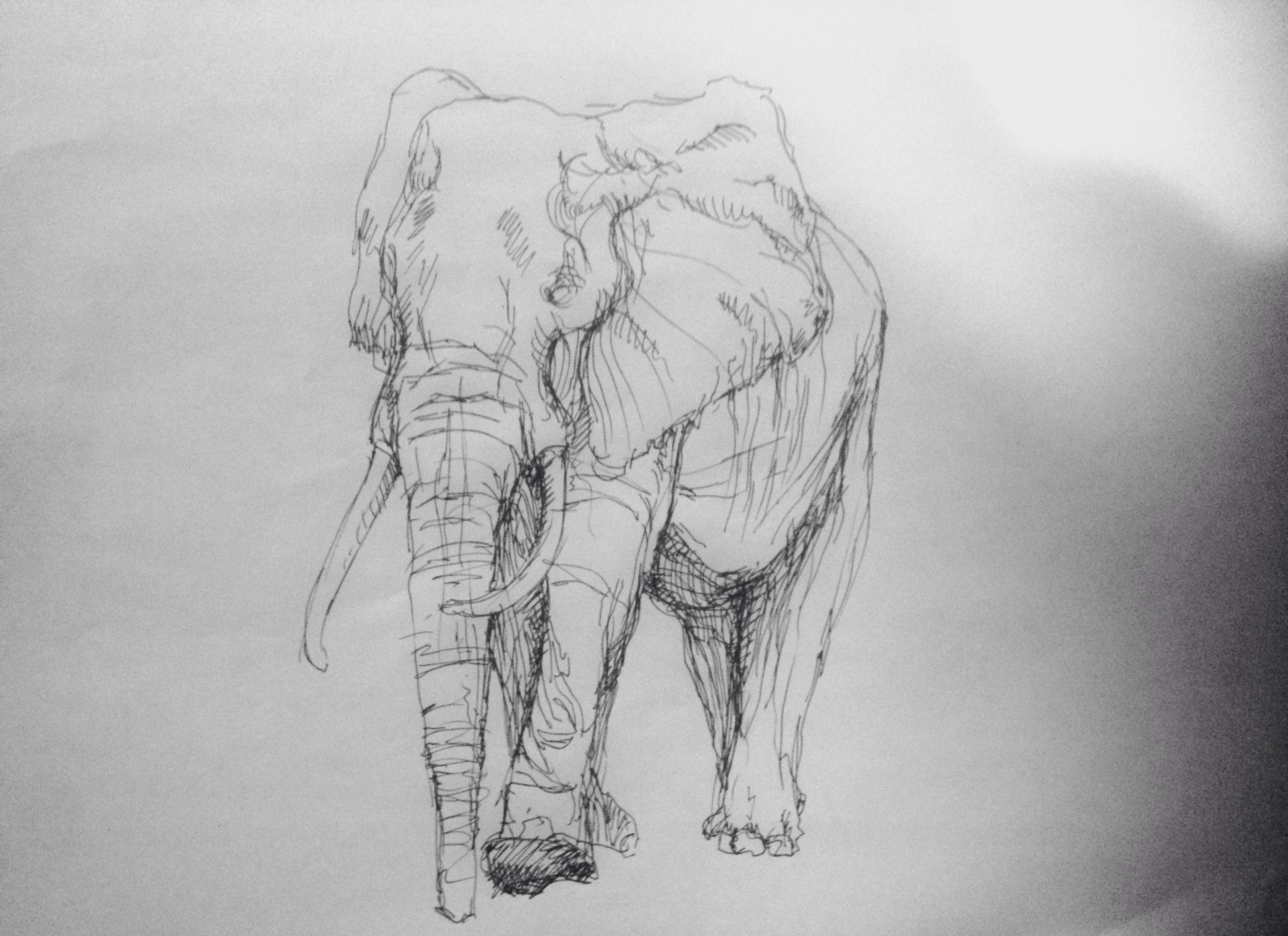 10 minutes elephant