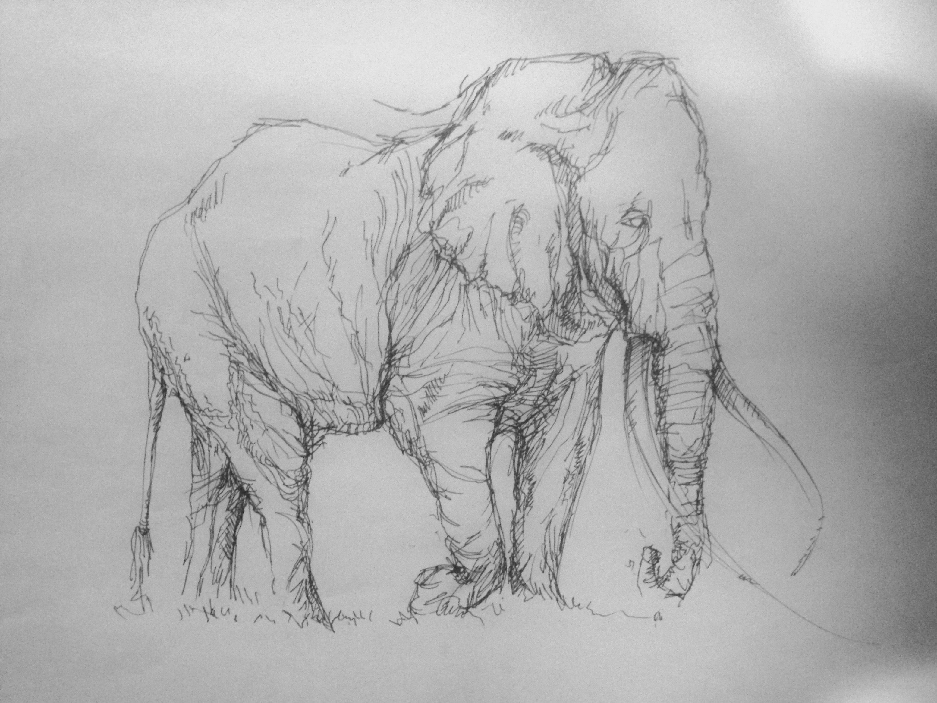 15 minutes elephant